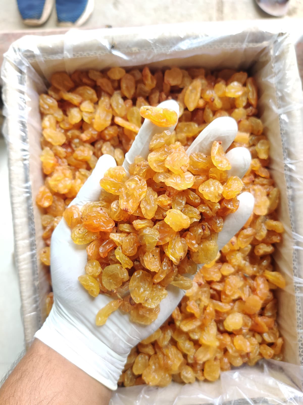 Golden raisins in hand